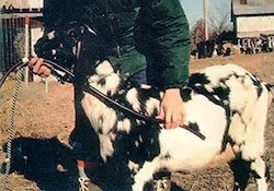 Measuring the distance from mouth to stomach.